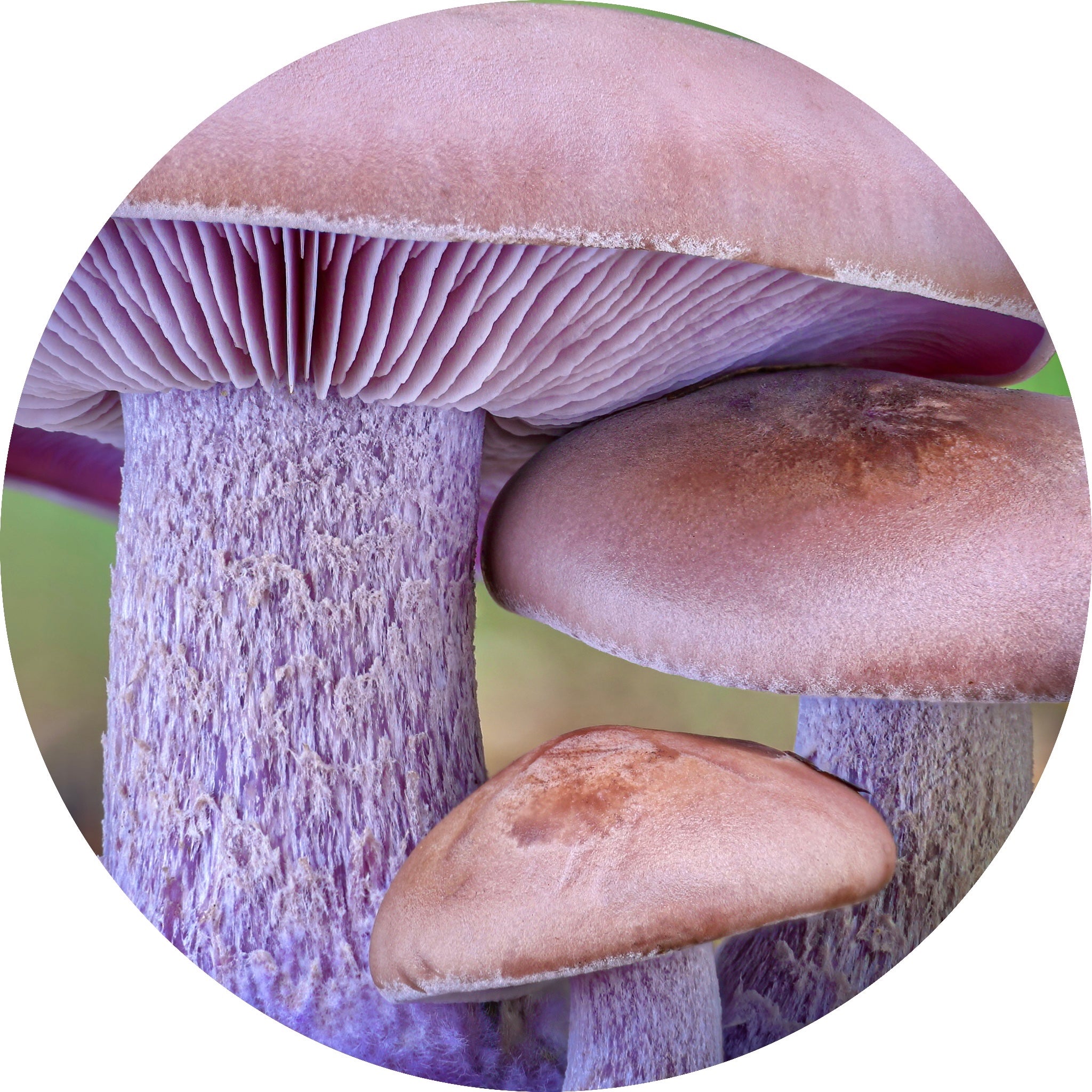 blewit mushroom